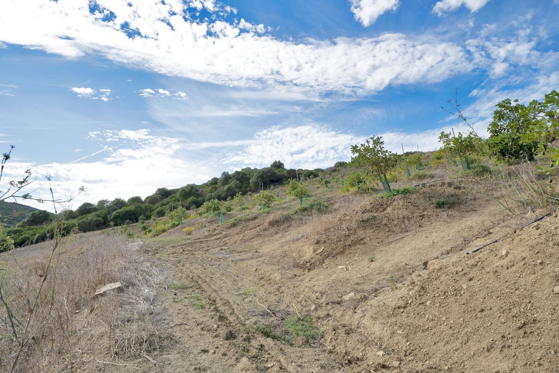 Land in Honda Cabada, Manilva, Malaga