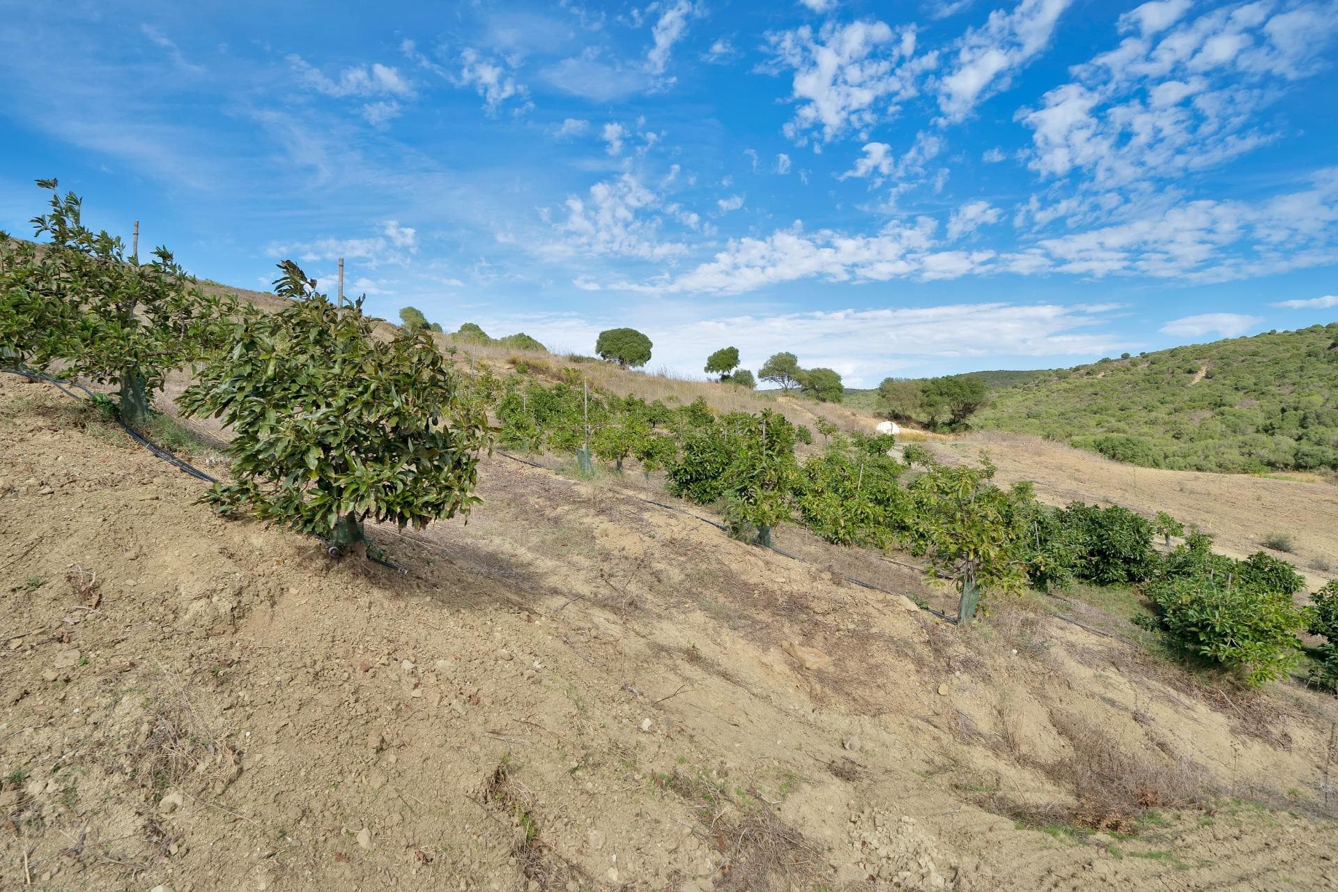Land in Honda Cabada, Manilva, Malaga