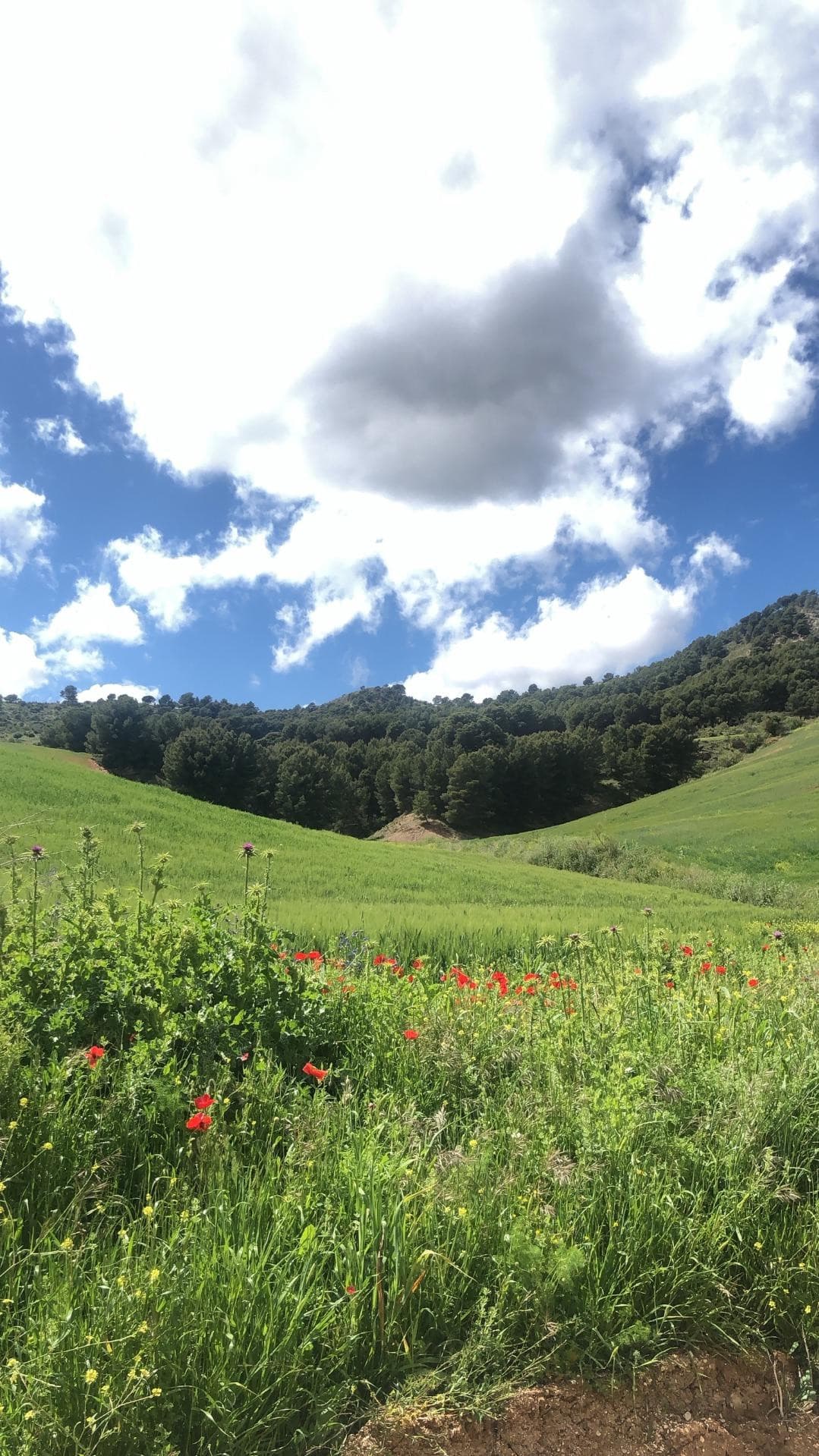 Impressive country estate close to Málaga, possibility to build