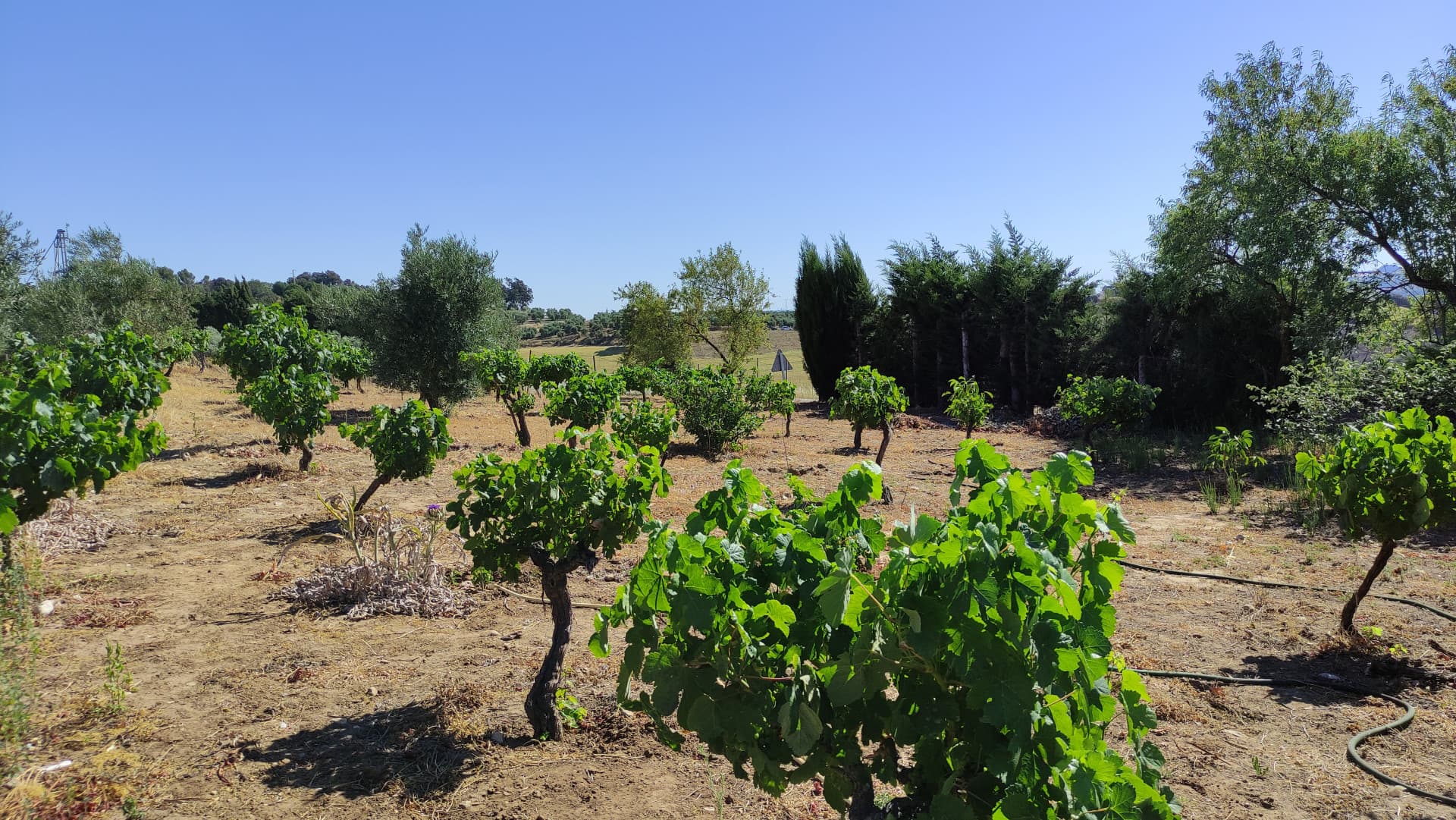 Rustic property in Ronda