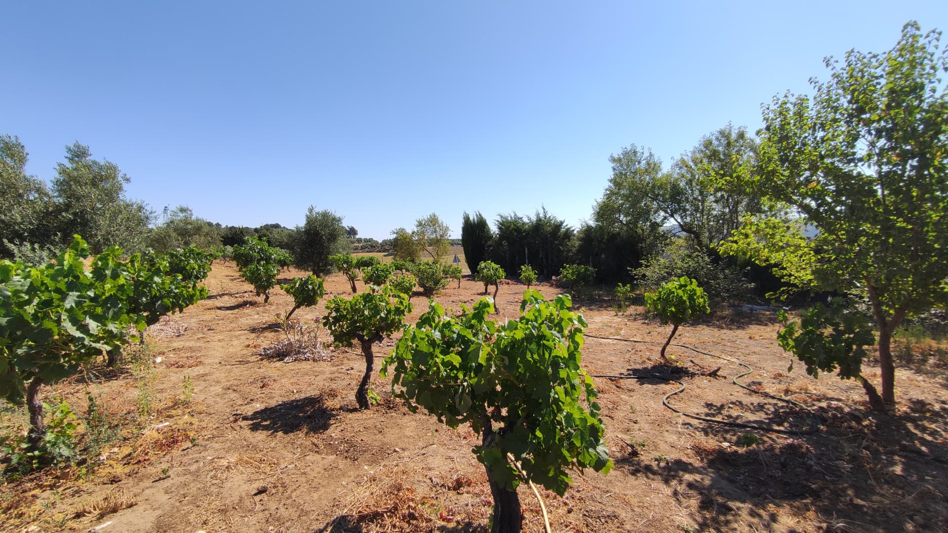 Rustic property in Ronda