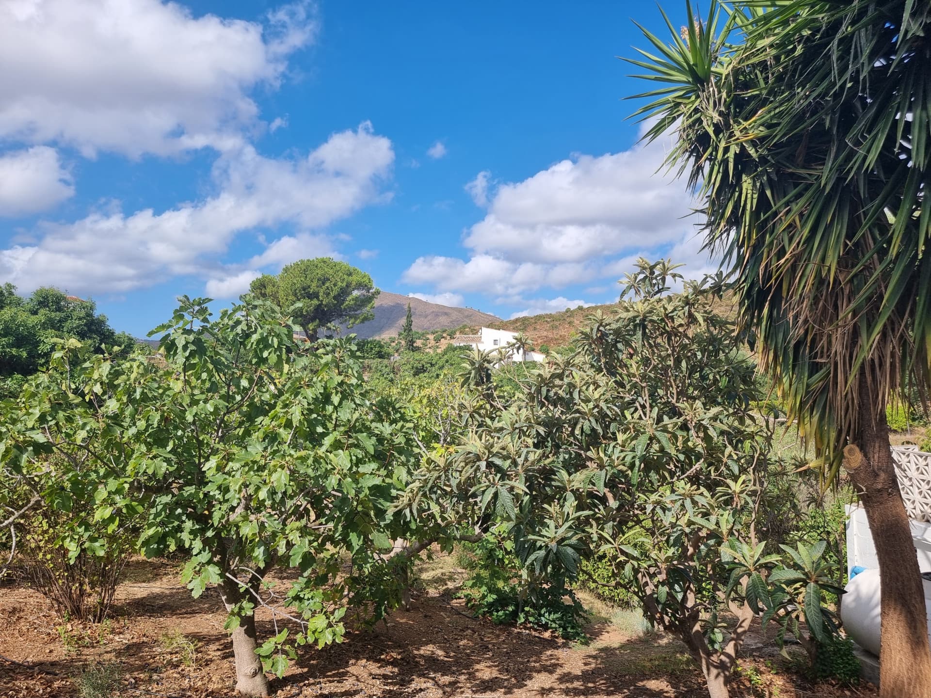 Charming Refurbished Finca with Pool & Fruit Orchard – Entrerríos, Mijas A wonderful opportunity to enjoy peaceful country living just 15 minutes from the beaches of La Cala de Mijas.